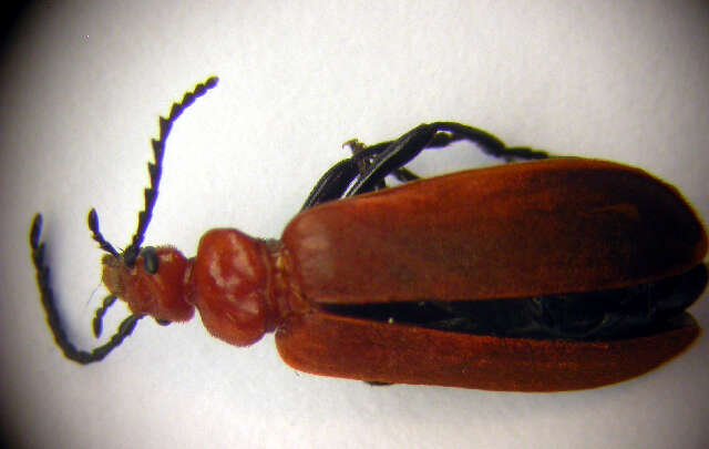 Image of fire-colored beetles