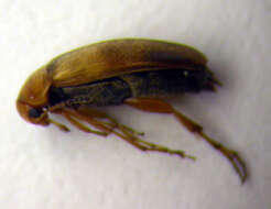 Image of <i>Anaspis maculata</i>