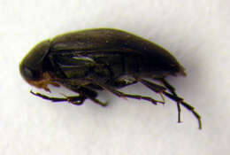 Image of <i>Anaspis frontalis</i>