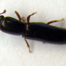 Image of Teredus cylindricus (Olivier 1790)