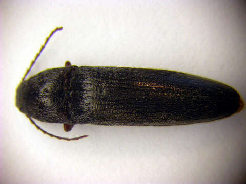 Sivun <i>Melanotus rufipes</i> kuva