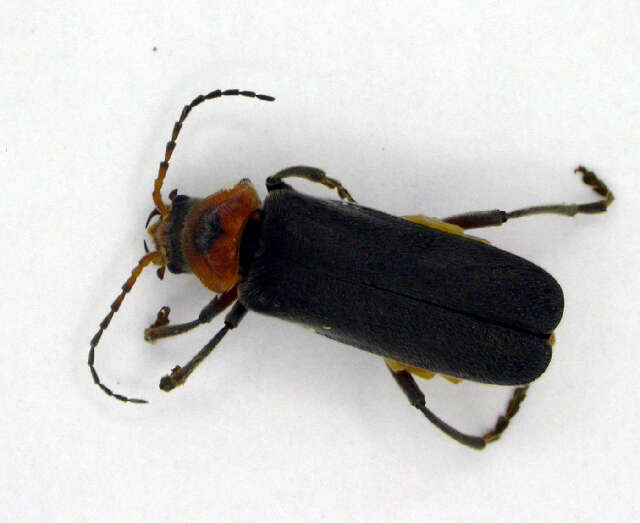 Imagem de <i>Cantharis rustica</i>