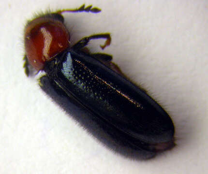 Image de <i>Dermestoides sanguinicollis</i>