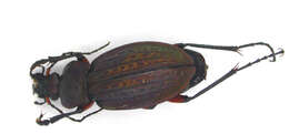 Image of immigrant sausage ground beetle