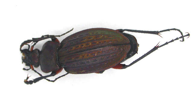 Image of immigrant sausage ground beetle