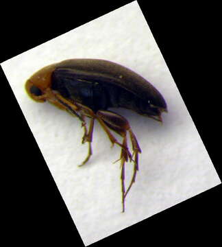 Image of <i>Anaspis thoracica</i>