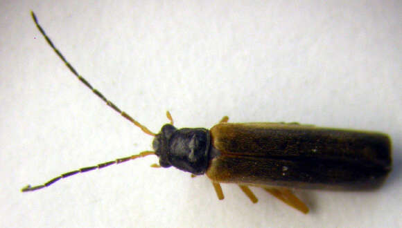 Image of <i>Rhagonycha lignosa</i>