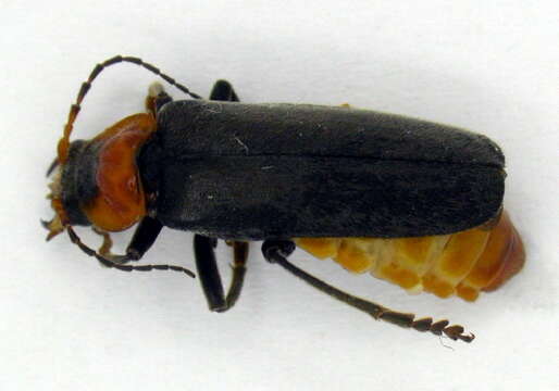 Image of <i>Cantharis fusca</i>