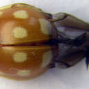 Image of <i>Calvia decemguttata</i>