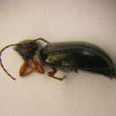 Image of <i>Gonodera luperus</i>