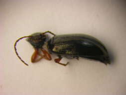 Image of <i>Gonodera luperus</i>