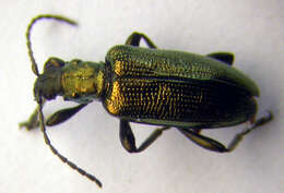 Image of <i>Plateumaris sericea</i>