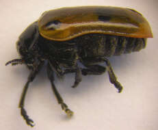 Image of <i>Clytra quadripunctata</i>