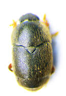 Image of Brachypterolus pulicarius (Linnaeus 1758)