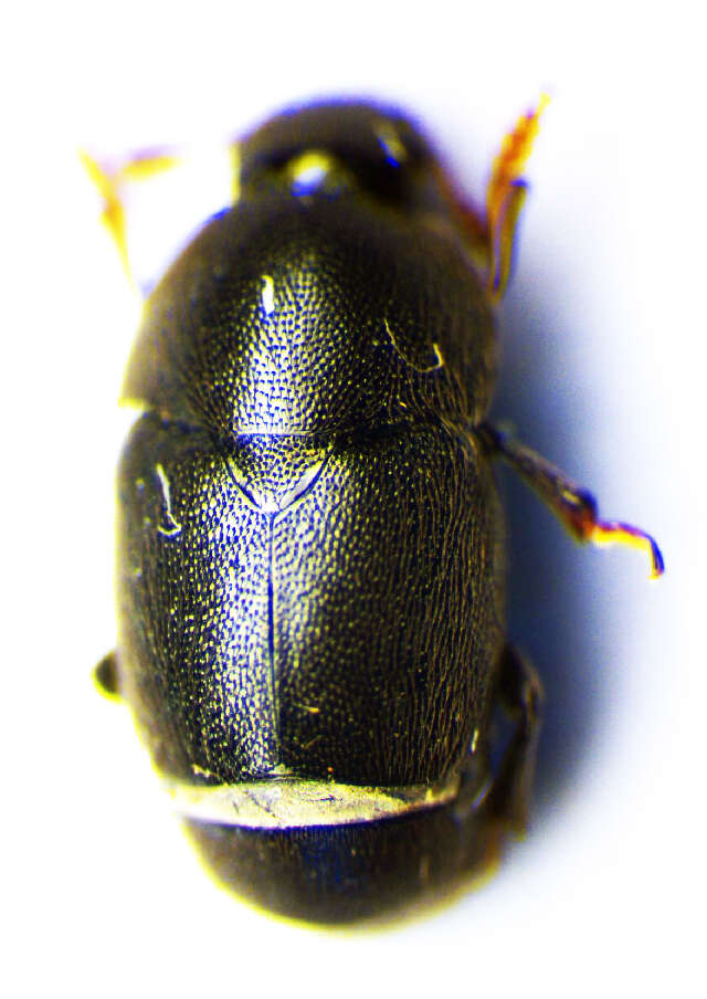 Image of <i>Brachypterolus linariae</i>