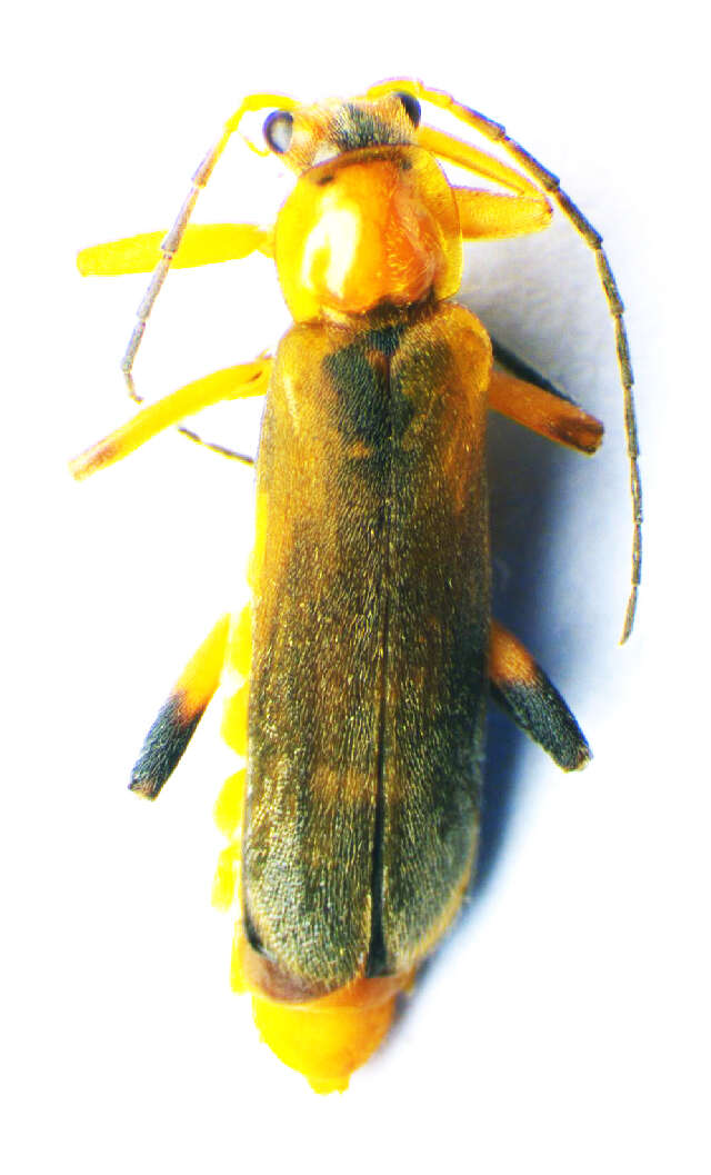 Imagem de <i>Cantharis livida</i>