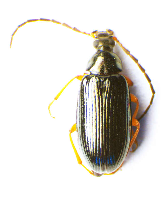 Image of <i>Gonodera luperus</i>