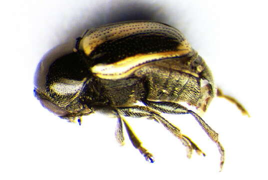 <i>Cryptocephalus vittatus</i> resmi