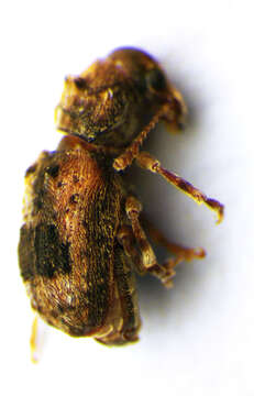 Image of Enedreytes sepicola