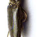 صورة <i>Cardiophorus nigerrimus</i>