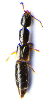 Image of Leptacinus intermedius Donisthorpe 1936