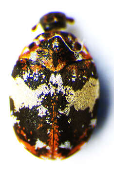 Image of Dermestid beetle