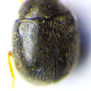 Imagem de <i>Scymnus rubromaculatus</i>