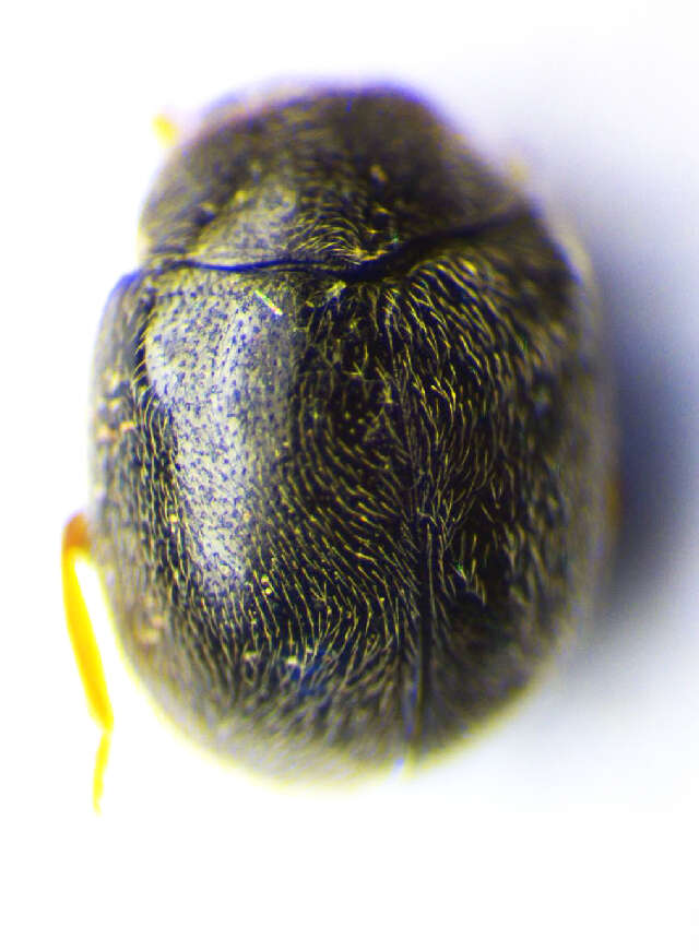 Image of <i>Scymnus rubromaculatus</i>