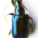 Image of <i>Lasiorhynchites olivaceus</i>