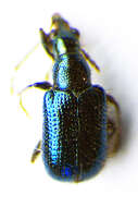 Image of <i>Lasiorhynchites olivaceus</i>