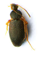 Image of Choleva (Choleva) angustata (Fabricius 1781)