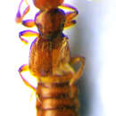 Image of Plectophloeus erichsoni (Aubé 1844)