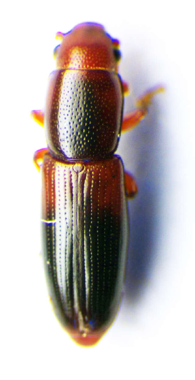 Image of Rhizophagus (Rhizophagus) nitidulus Fabricius 1798