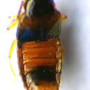 Image of Gyrophaena (Gyrophaena) gentilis Erichson 1839
