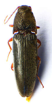 Image de <i>Melanotus rufipes</i>