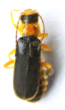 Image of <i>Cantharis lateralis</i>