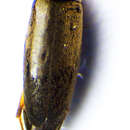 Image de <i>Anaspis garneysi</i>