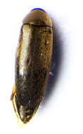 Image of <i>Anaspis garneysi</i>