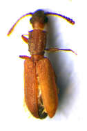 Image of Beetle