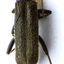 Image of <i>Cantharis paradoxa</i>