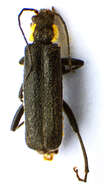 Image de <i>Cantharis paradoxa</i>