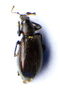 Image of Phyllobius (Metaphyllobius) pomaceus Gyllenhal 1834