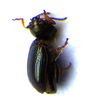 Image of <i>Mantura horioni</i>