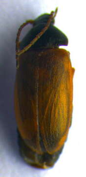 Image of <i>Isomira semiflava</i>