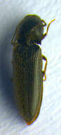 Image of <i>Idolus picipennis</i>