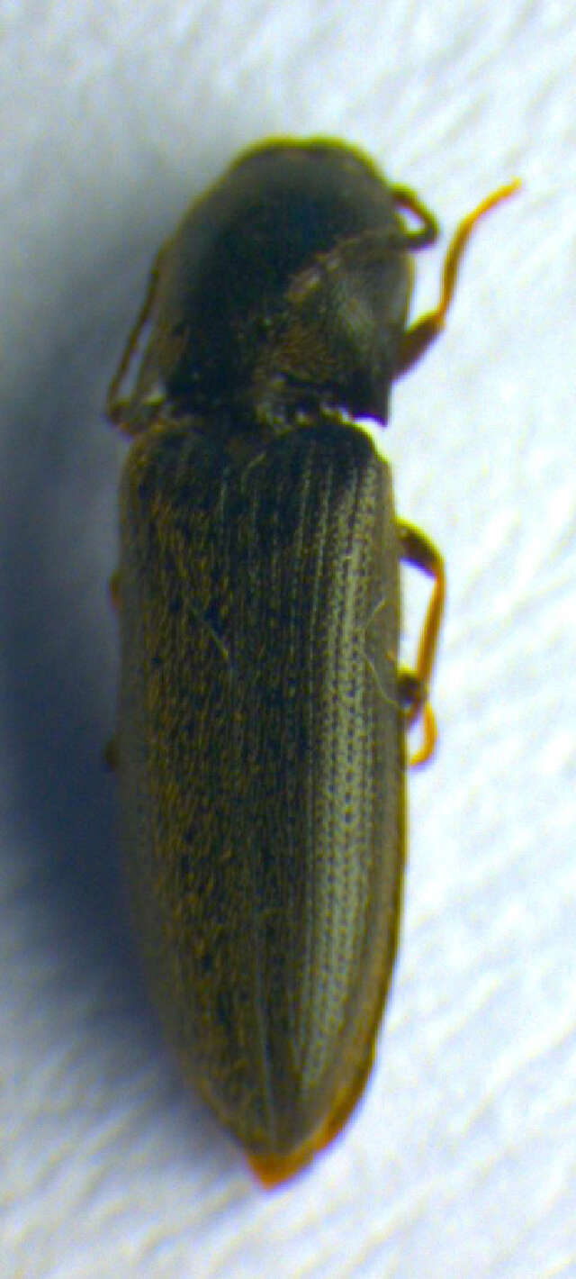 Image of <i>Idolus picipennis</i>