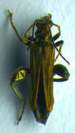 Image of <i>Oedemera flavipes</i>