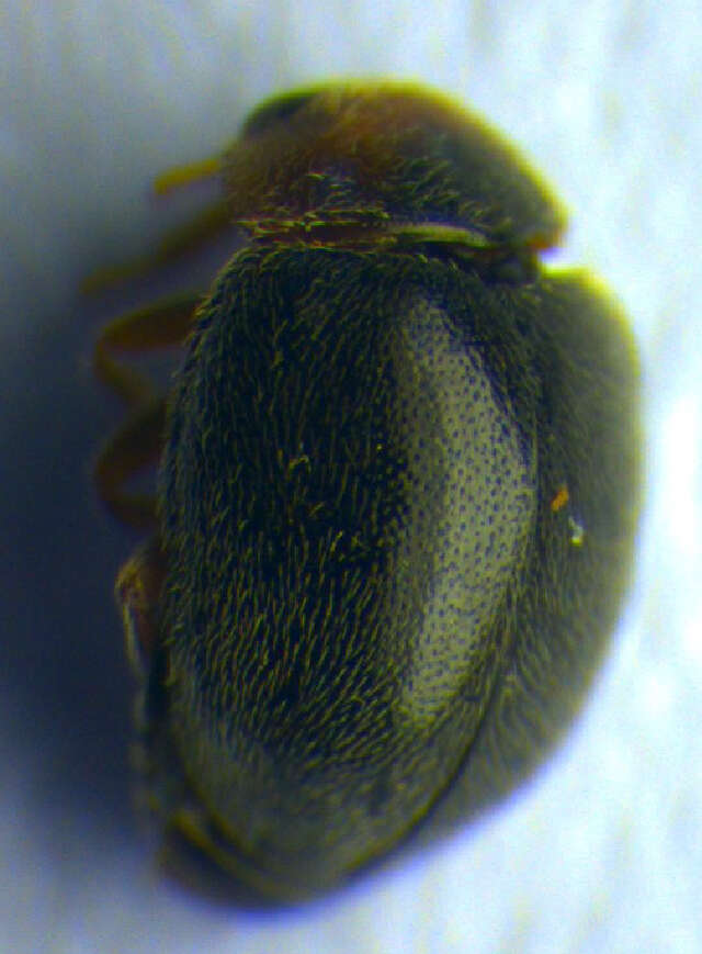 Image of <i>Scymnus rubromaculatus</i>