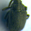 <i>Ceutorhynchus scrobicollis</i> resmi