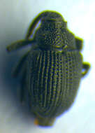 <i>Ceutorhynchus scrobicollis</i> resmi